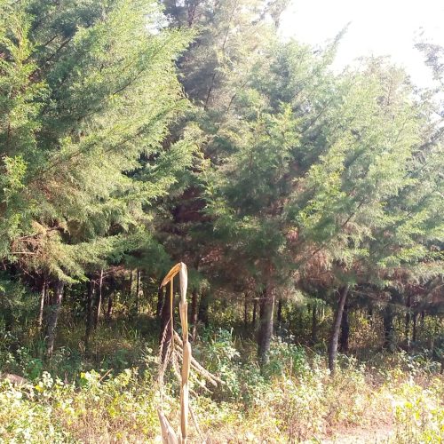 Agroforestry as away to mitigate climate change and deforestation