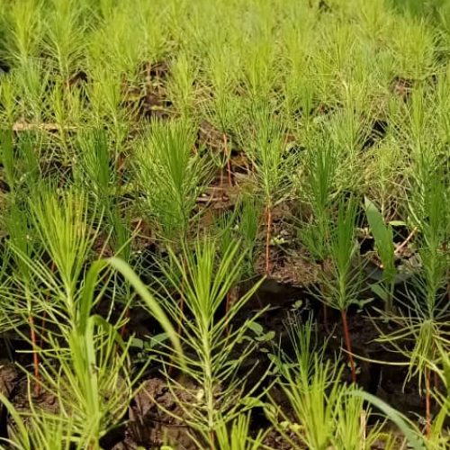 Youths' Tree seedlings nursery bed