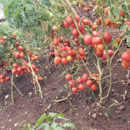 Yuoths' Tomato field