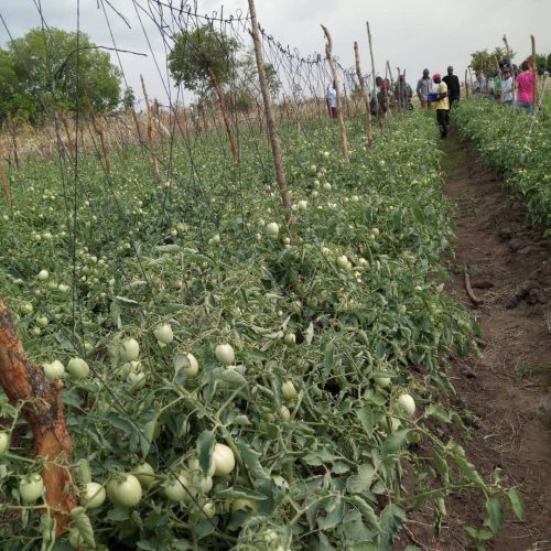 youths' tomato field