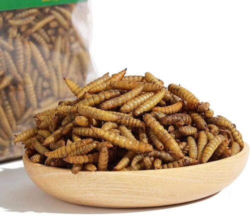 live larvae (reptile food)