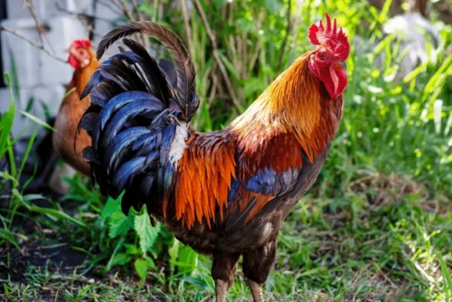 Adult roosters