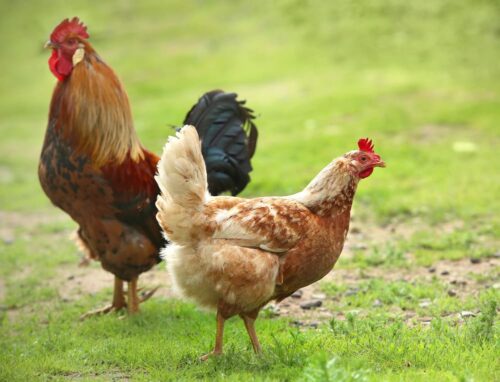 Adult Hens