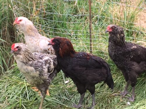 Breeding covey (4 hens 1 rooster)